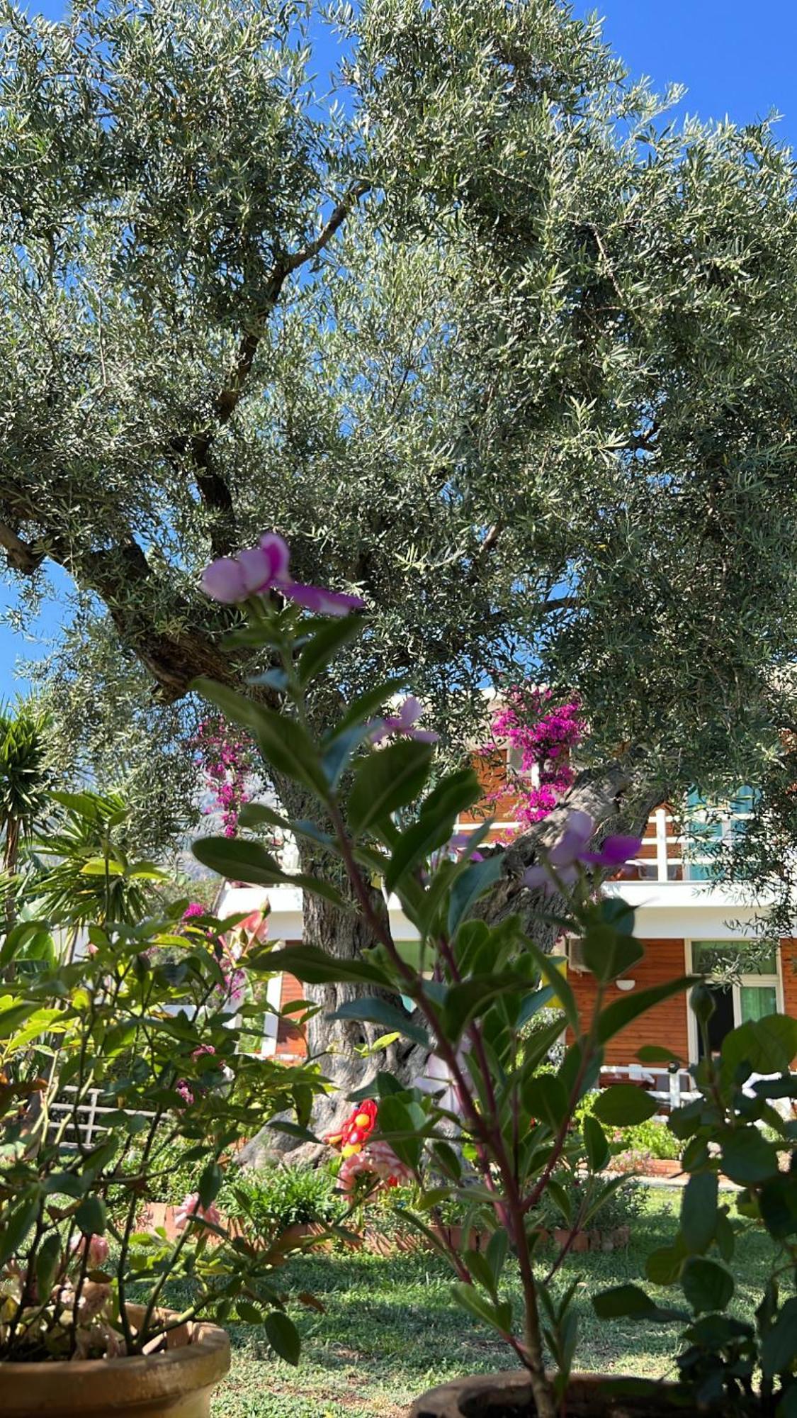 Hotel Jon ديرمي المظهر الخارجي الصورة